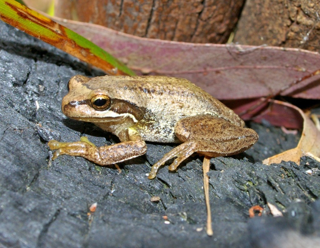 Mal Legg_Southern Brown Tree Frog
