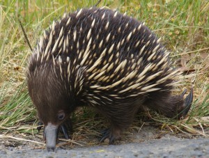 Mal Legg_echidna